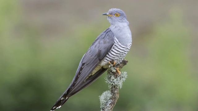 Кукушка. Песня Кукушки. Звуки природы. Пение кукушки для души смотреть онлайн