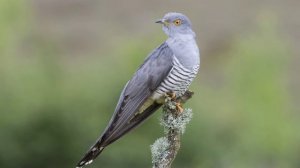 Кукушка. Песня Кукушки. Звуки природы. Пение кукушки для души