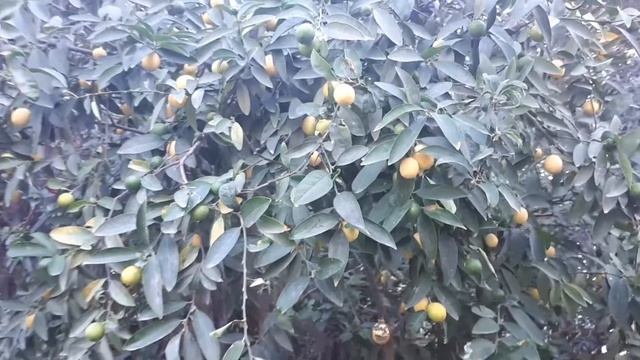 Limequat tree - grow, care, harvest & eat смотреть онлайн