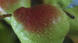 Herber для малыша - Реклама