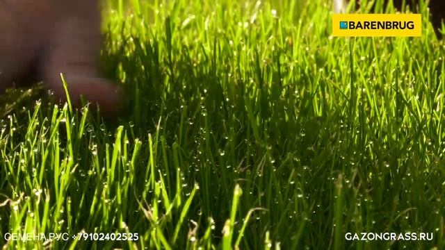Watersaver газонная травосмесь barenbrug семена смотреть онлайн