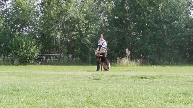 Проверка поведения,рабочий класс,кобели,"Балтийская жемчужина",LJUSTIKHOF FORWARD,29 07 2017. смотреть онлайн