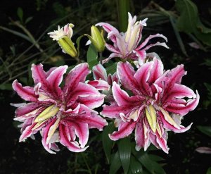 Технология производства самых красивых цветов