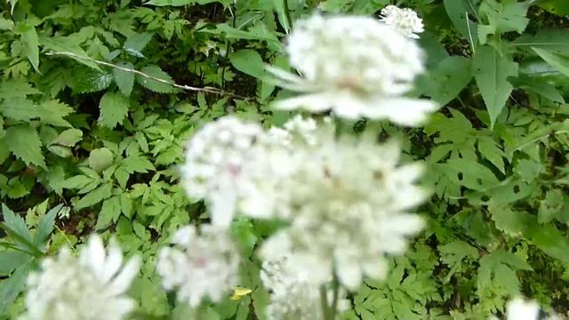 Große Sterndolde (Astrantia major) смотреть онлайн