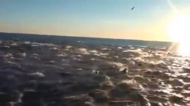 Мегастая дельфинов у побережья США смотреть онлайн