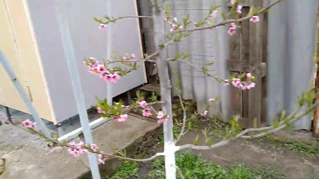 Виноградна шпалера.Мої різновиди, конструкції, якість. Репортаж між обстрілами. смотреть онлайн