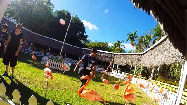 Bahamas Ardastra Gardens смотреть онлайн