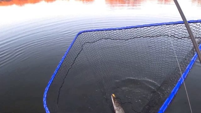 Осенний ЯЗЬ на спиннинг! Пять дней комфортного отдыха ! Рыбалка на Реке Ишим ! смотреть онлайн