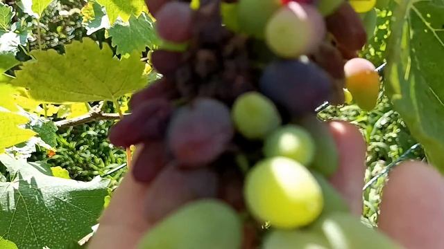 Выкинула помидоры. Снова на Алтае)) Приступ ностальгии... смотреть онлайн