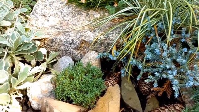 ГРУНТОПОКРИВНІ на любий смак. Мій сад. ☘️?? Україна.