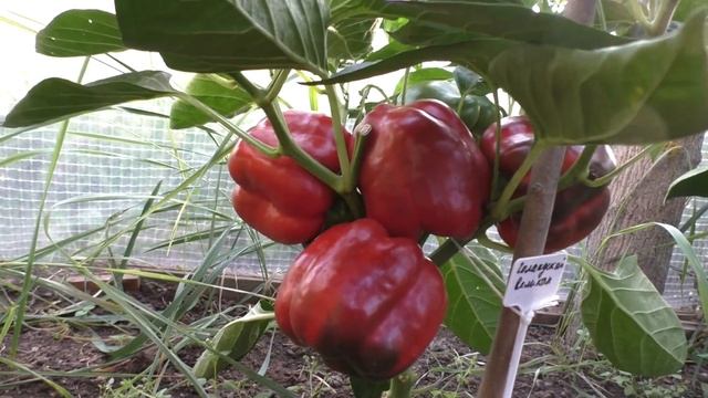Лучшие сорта перца смотреть онлайн