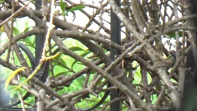 Vlog. Птичка - невеличка гренадёр? смотреть онлайн