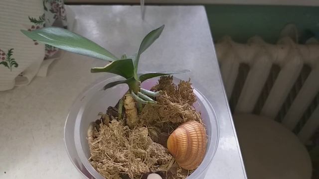 Деточка на пне Беляночки.? смотреть онлайн