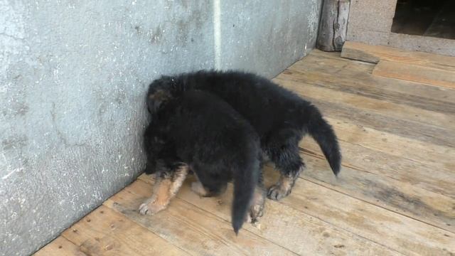 Щенки длинношерстной Немецкой овчарки 1 мес. Puppies Of Long-haired German Shepherd 1 Month.