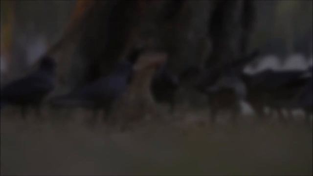 Komodo Dragon смотреть онлайн