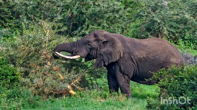 Сколько у слона ЗУБОВ? #ЯПОЗНАЮМИР смотреть онлайн