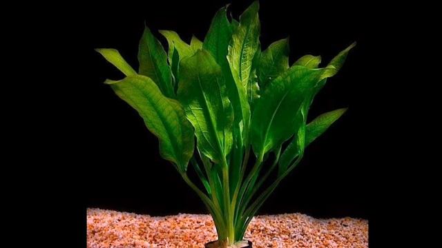 ЭХИНОДОРУС АМАЗОНСКИЙ. СОДЕРЖАНИЕ И РАЗМНОЖЕНИЕ В АКВАРИУМЕ