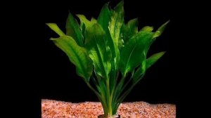 ЭХИНОДОРУС АМАЗОНСКИЙ. СОДЕРЖАНИЕ И РАЗМНОЖЕНИЕ В АКВАРИУМЕ