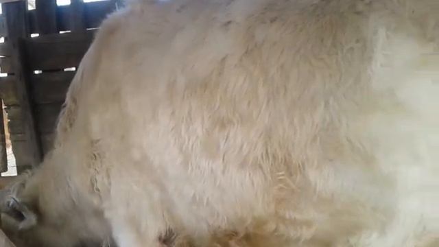 Как определить, что телка готова к отелу?? смотреть онлайн