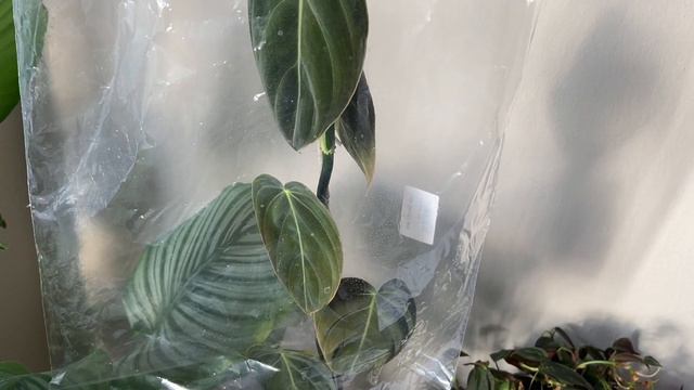 Philodendron Melanochrysum Care And Update Ft. Philodendron Gigas