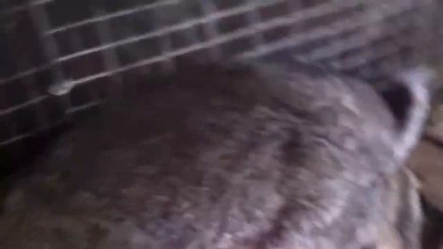 Самец породы серый великан смотреть онлайн