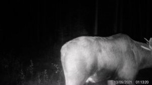 Попался лось на фотоловушку