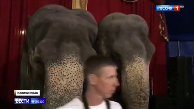 Владимир Бурматов прокомментировал купание слонов в Калининграде смотреть онлайн
