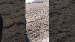 Посадка помидор под мотоблок