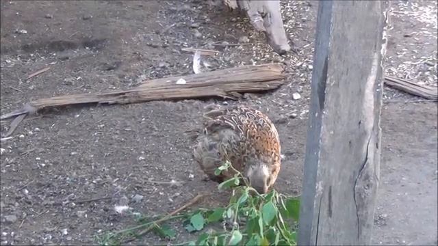 Павлины и фазаны,как содержать вместе? смотреть онлайн