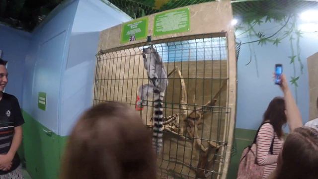 Король Джулиан"Лемур в бешенстве" смотреть онлайн