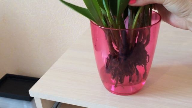 Содержание Каттлеи в воде. Новые корни, куча новых ростиков! смотреть онлайн