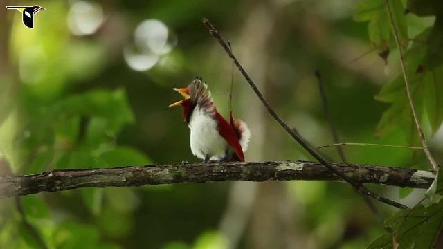 King Bird-of-Paradise смотреть онлайн