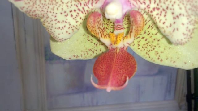 Phalaenopsis Maya смотреть онлайн