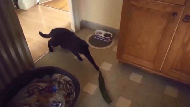 Cats vs. Cucumbers смотреть онлайн
