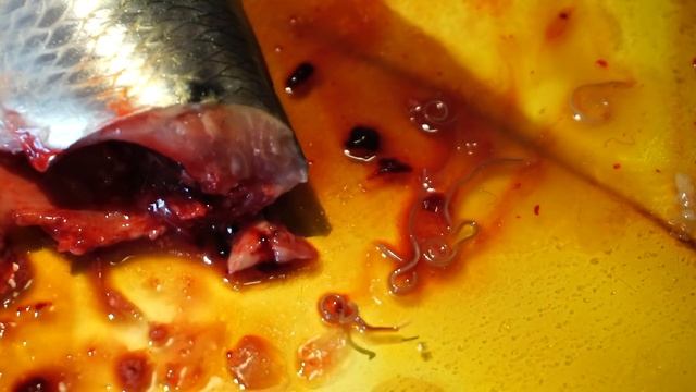 ЧЕРВИ В ЖИВОЙ СЕЛЕДКЕ (Поймана в Черном море, Сочи - Адлер) смотреть онлайн