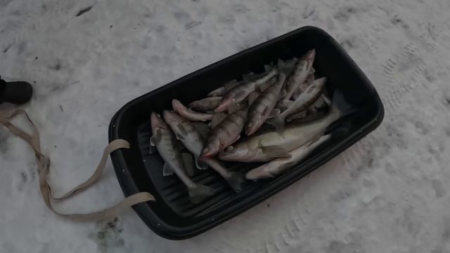 ?Чистим судака и берша шуруповертом со сверлом. Самый лучший способ? смотреть онлайн