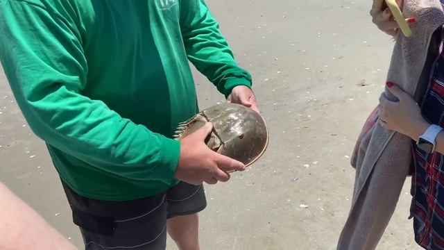 Наши подписчики выигрывают грин карты/ на ферме с@AnaMeskhUSA смотреть онлайн