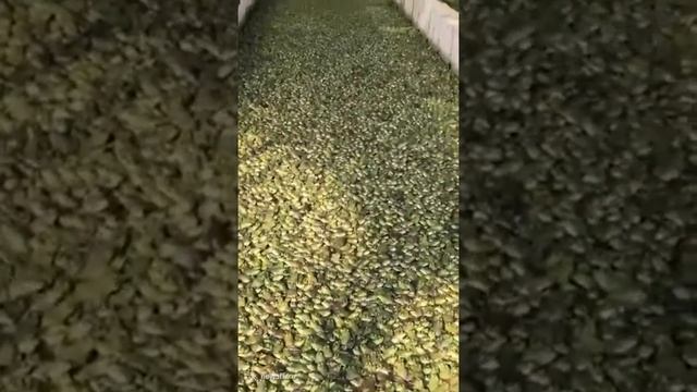 Гиперферма по производству лягушачьих лапок. смотреть онлайн
