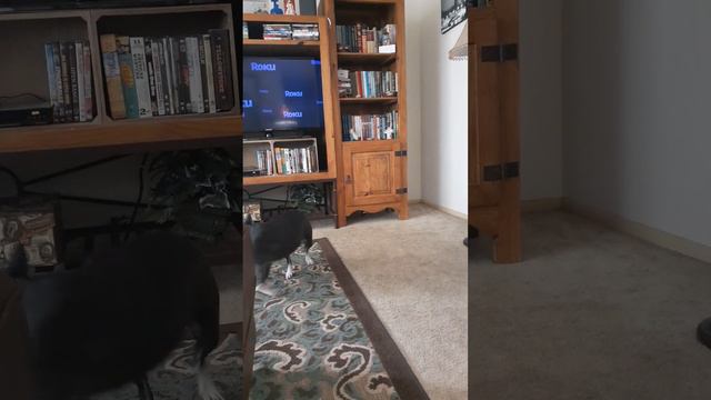 Tally Chasing Her Tail  Boston Terrior With A Tail