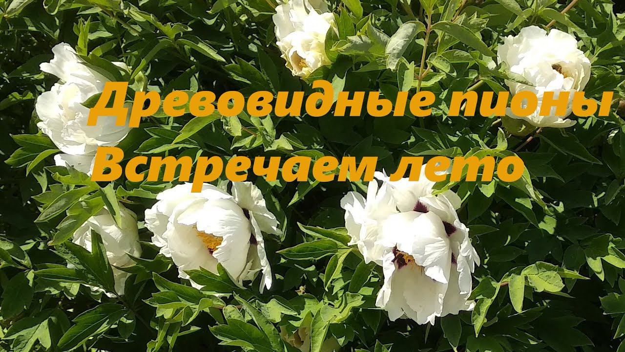 Древовидные пионы встречают лето смотреть онлайн