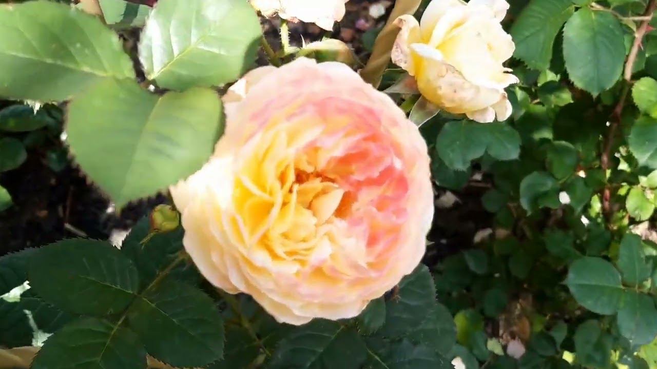 Розы, розы, розы! И другие растюшки... смотреть онлайн