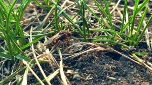 НАСЕКОМЫЕ СИБИРИ ПОСЛЕ СПЯЧКИ .ВИДЕО В 4К