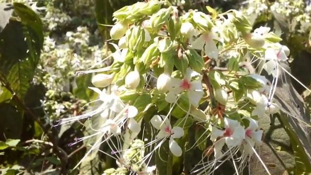 Harlequin glorybower смотреть онлайн