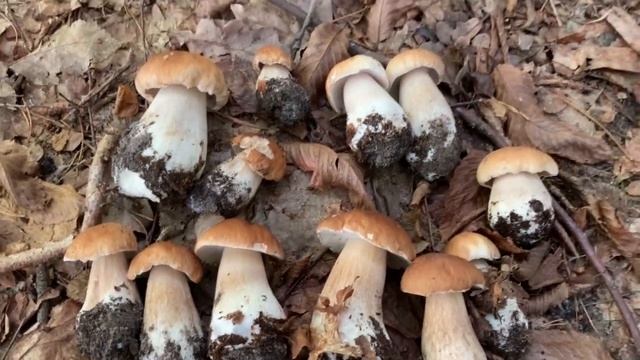 БЕЛЫЕ ГРИБЫ. НУ ВОТ И НАСТОЯЩИЙ СБОР. ЧАСТЬ 1. смотреть онлайн