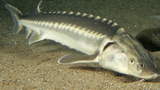 Разведение Стерляди в домашних условиях как бизнес идея