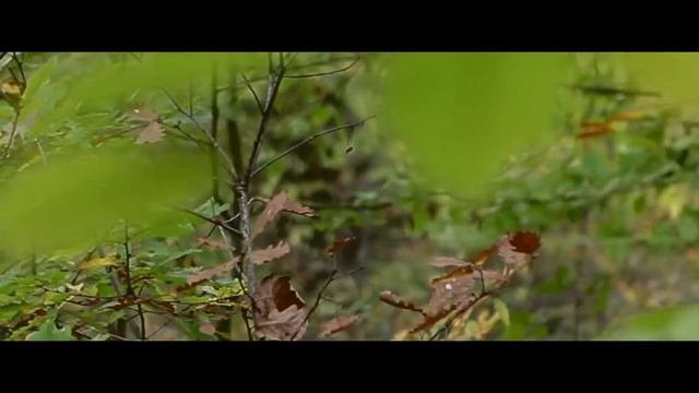 ТАМ ГДЕ ЖИВУТ ГРИБЫ смотреть онлайн