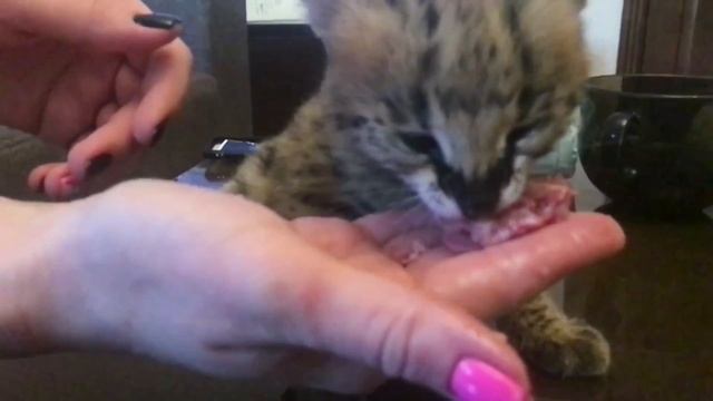 Котёнок сервал пробует мясо смотреть онлайн