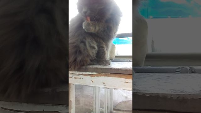 Маняша после ужина смотреть онлайн