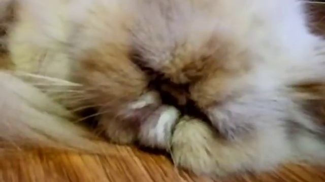 Персидская кошка смешно храпит, сопит! смотреть онлайн