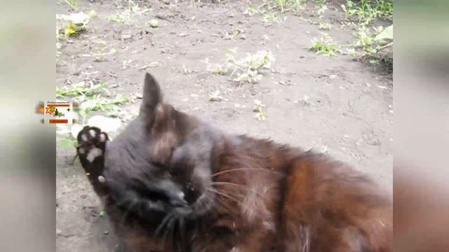 Коты приносящие счастье Lucky Cats 招き猫 смотреть онлайн